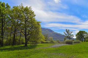 Vista palude con alberi e cielo azzurro