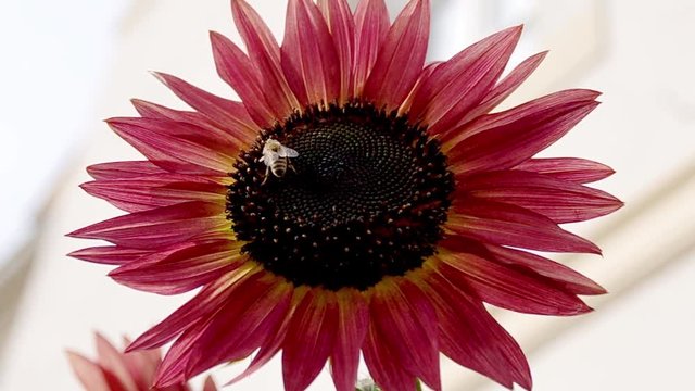 rote Sonnenblume mit Biene