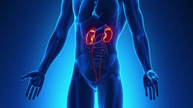 Kidneys Male Anatomy -  X-ray scan