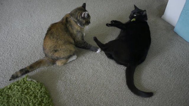 Cats fighting with each other, then darting in opposite directions.