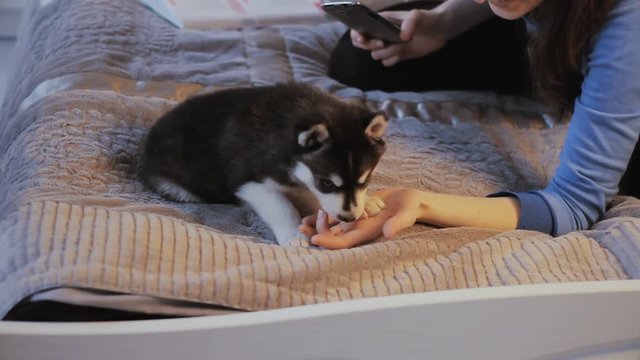 woman photographing a puppy Siberian Husky
