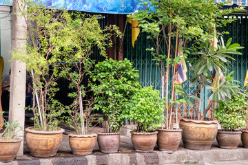 Flowerpots with different flowers and the facade of an old house, Bangkok, Thailand.
