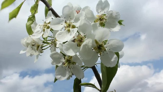 Flowering pear.
The flowers of fruit trees have their shape and color.