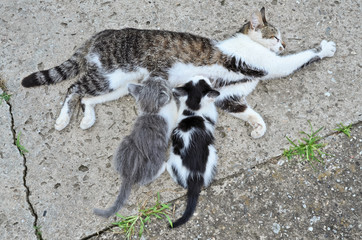 Mother cat breastfeeds her kittens