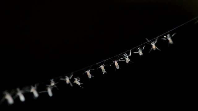 Mosquitoes on spider web in deep forest.