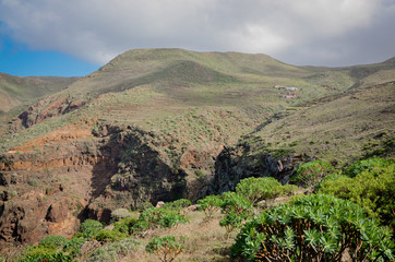 farming terraces and tabaiba (Euphorbia atropurpurea) shrubs on the slopes of cliffs in Teno Alto
Teno Rural Park, Tenerife, Canary Islands, Spain
