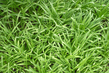 Patch of wild grass strands