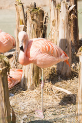 Flamingo