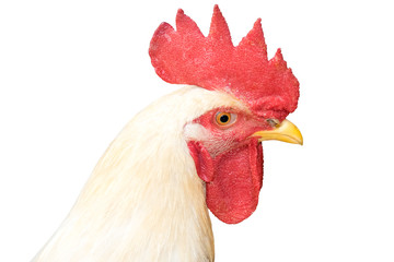 White Head chicken bantam ,Rooster isolated on white (Die cutting)