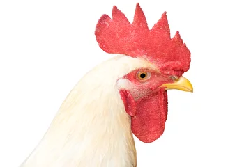 Papier peint adhésif Poulet White Head chicken bantam ,Rooster isolated on white (Die cutting)
