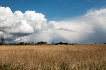 Obraz premium Schilfgras in ländlicher Umgebung mit dicken Wolken im Frühling