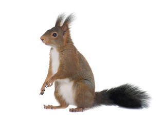  Eurasian red squirrel
