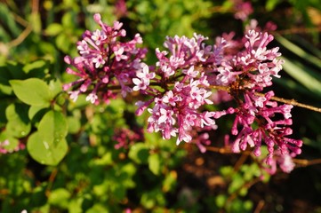 Reblooming syringa lilac flowers