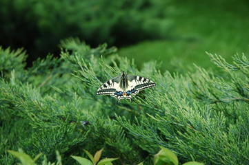 motyle Paź Królowej