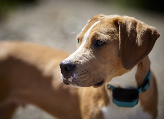 pit bull terrier mix puppy waiting for command concept humane treatment of animals social issue