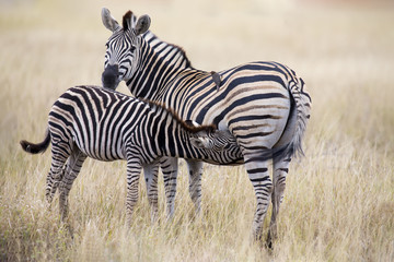 Zebra mare and foal standing close together in bush for safety