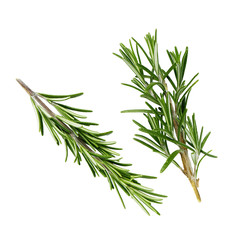 rosemary branches on a white background without a shadow