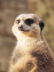 Fototapeta premium Suricate watching out. Close-up.