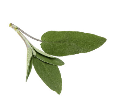 sage leaves on a white background without a shadow