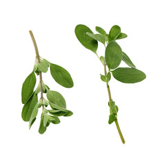 two branches of marjoram on a white background