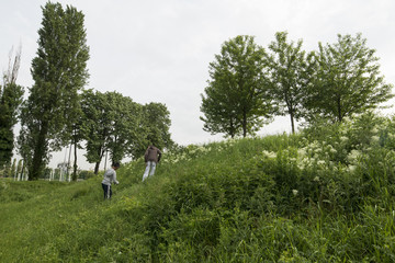 Cardaire drave, Lepidium draba, Cardaria brachysepala, Sport, Parc du Grand Godet, Villeneuve le...