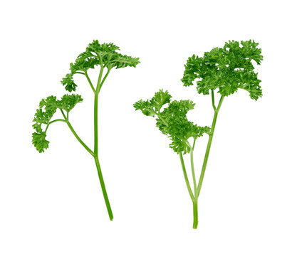 two branches of curly parsley on a white background