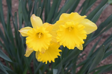Osterglocken in voller Blüte, die Boten des Frühlings