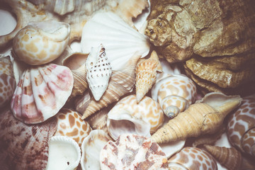 Seashell Background Macro Retro