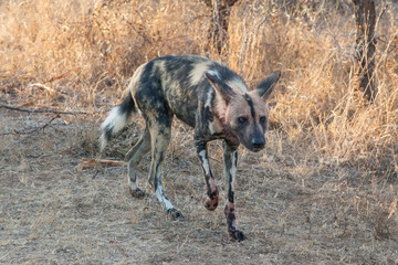 African wild dog (Lycaon pictus), Kruger Park, South Africa