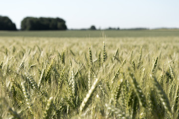 Green wheat field.