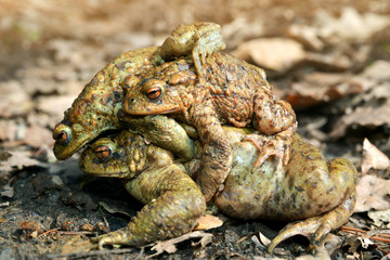 Mating frogs - Toad ,Bufo Bufo