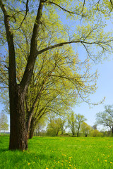Fototapeta na wymiar Trees on meadow. Spring landscape.