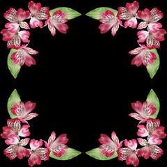 Delicate floral background. Pink Alstroemeria. Isolated. 