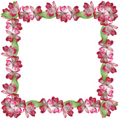 Delicate floral background. Pink Alstroemeria. Isolated. 