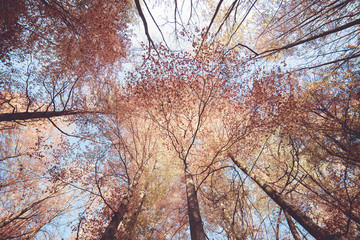 Wald von unten gesehen