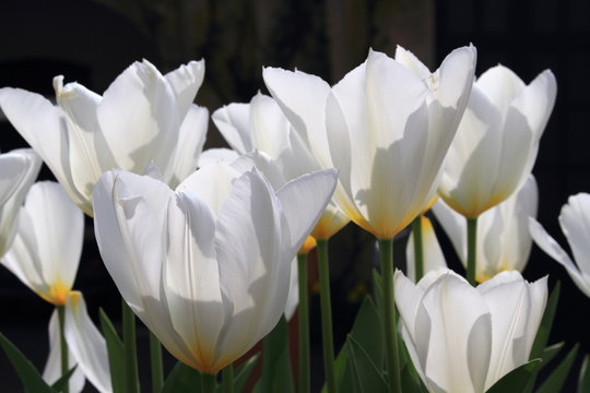 tulipani