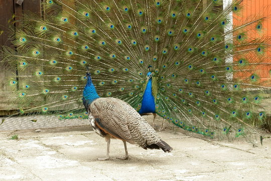 Fototapeta peacock with open tail and female