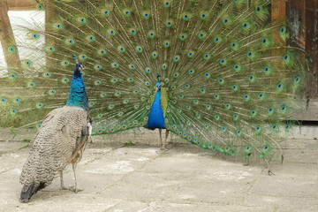 Obraz premium peacock with open tail suing a hen