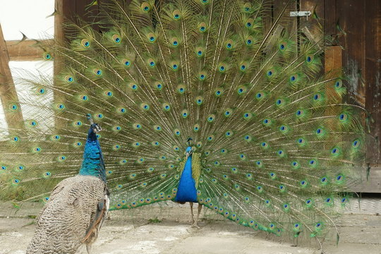 peacock with open tail suing a hen