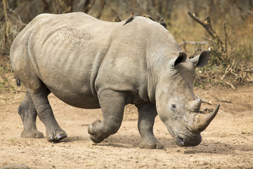 Rhinocéros solitaire marchant sur une aire ouverte à la recherche de sécurité contre les braconniers