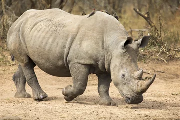 Papier Peint photo autocollant Rhinocéros Rhinocéros solitaire marchant sur une aire ouverte à la recherche de sécurité contre les braconniers