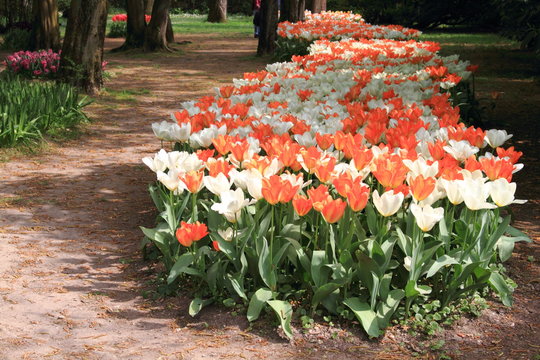 tulipani in fioritura