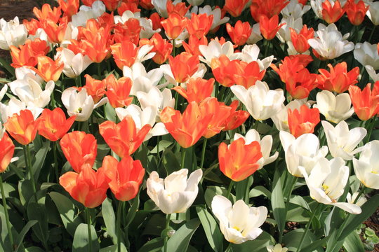 tulipani
