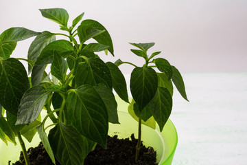 Young paprika plant, close up, copy space