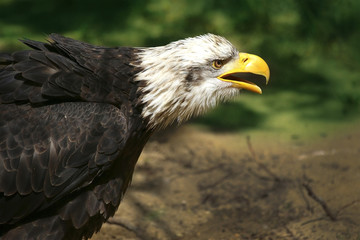 Bald eagle in the wild