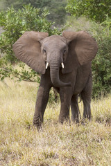 Fototapeta premium Zęby słonia i zbliżenie ust ze szczegółową konwersacją artystyczną