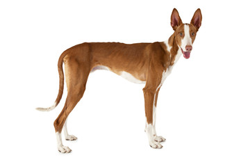 Purebred Podenco ibicenco dog isolated on white