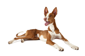 Podenco ibicenco dog over white