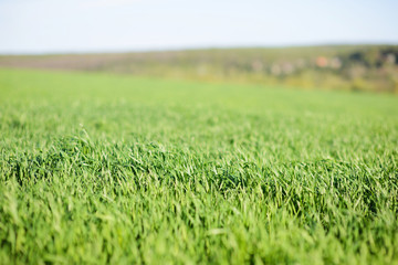 Obraz premium Sunny Field
