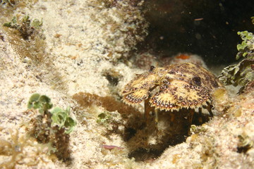 Cuba sea turtle coral life underwater